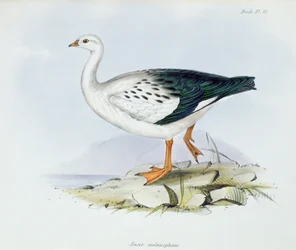 Anser Melanopterus, from The Zoology of the Voyage of H.M.S. Beagle, 1832-36 by Charles Darwin, 1840