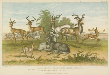 Antelopes