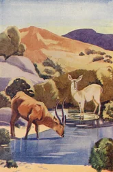 Antelopes at Drinking Hole