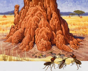 Ants and Ant Hill