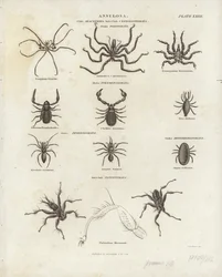 Arachnids