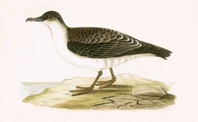Arctic Cinereous Shearwater, illustration from 