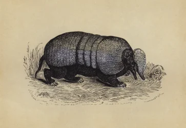 Armadillo