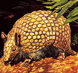 Armadillo