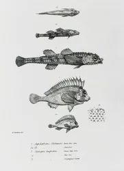 Aspidophorus Chiloensis and Agriopus Hispidus, Plate 7 from 