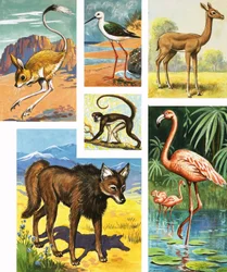 Assorted Animals