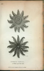 Asterias Papposa or Twelve rayed Star Fish, from 