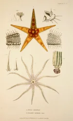 Asterias aurantiaca and Comatula carinata, pub. 1833