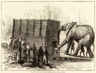 Attempt to Remove Jumbo, the Great Elephant, from the Zoological Gardens