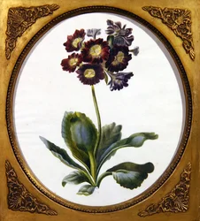 Auricula, c.1850
