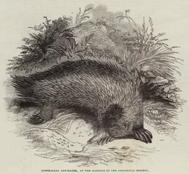 Australian Ant-Eater, at the Gardens of the Zoological Society