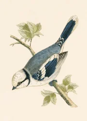 Azure Tit, illustration from 