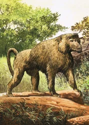 Baboon