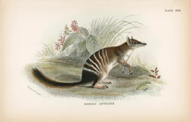 Banded Anteater
