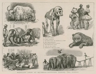 Barnum