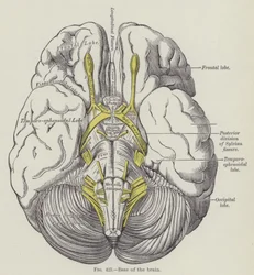 Base of the brain