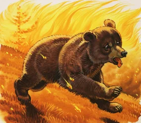 Bear Cub Escaping Forest Fire