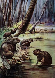 Beavers Building a Dam on a River