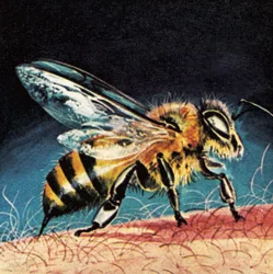 Bee stinging