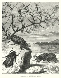 Beetles of Melolontha Fullo (Engraving)