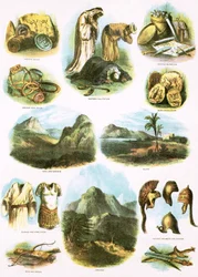 Biblical Illustrations