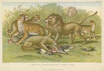 Big cats