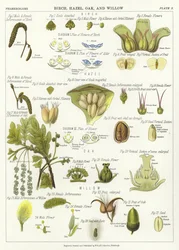 Birch, Hazel, Oak, and Willow