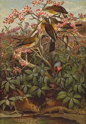 Birds