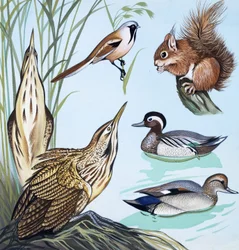 Birds and Squirrel