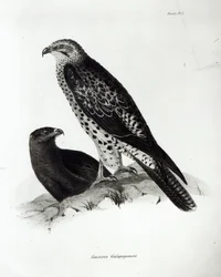 Birds of Prey, plate 2 from 
