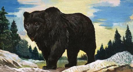 Black Bear