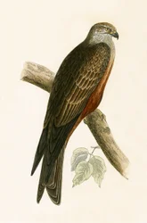 Black Kite, illustration from 