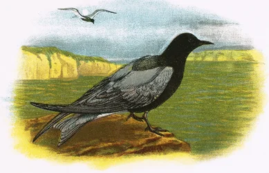 Black Tern