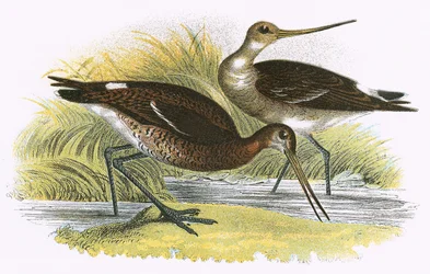 Black Tailed Godwit