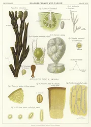 Bladder Wrack and Tangle