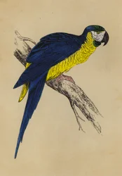 Blue and Yellow Macaw