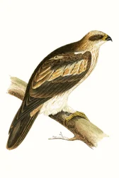 Booted Eagle