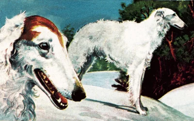Borzoi