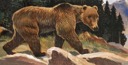 Brown Bear (Kodiak Bear)
