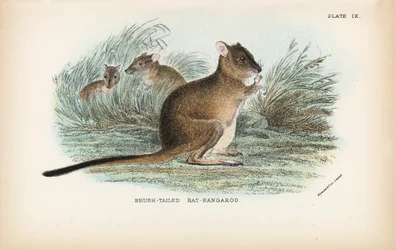 Brush-Tailed Rat-Kangaroo