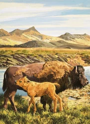 Buffalo