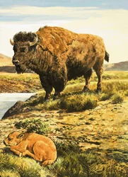 Buffalo