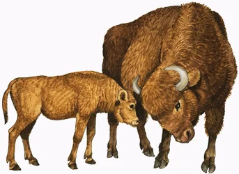 Buffalo and Calf