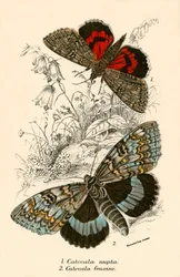 Butterflies