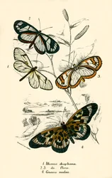 Butterflies
