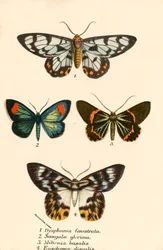 Butterflies