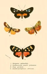 Butterflies