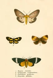 Butterflies