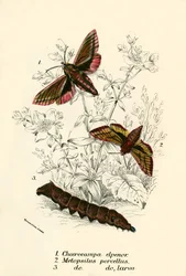 Butterflies