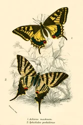 Butterflies